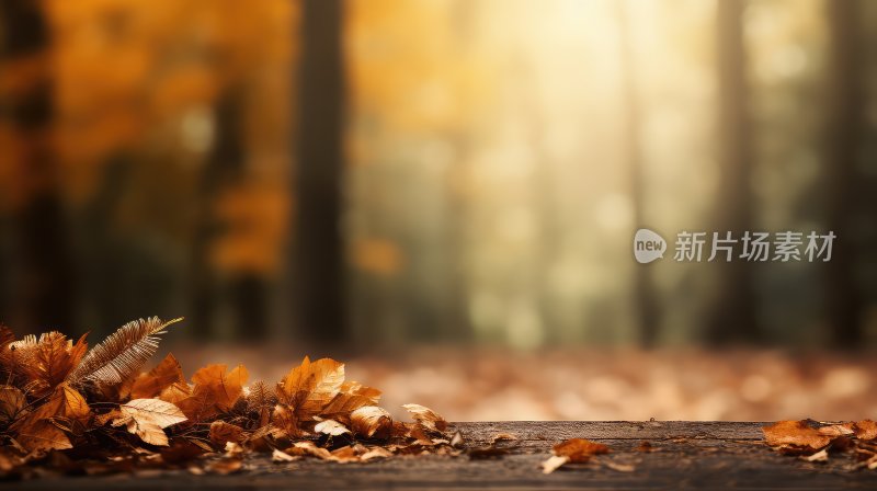 秋天唯美树林逆光场景