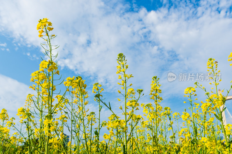 福州花海公园蓝天白云下的油菜花田