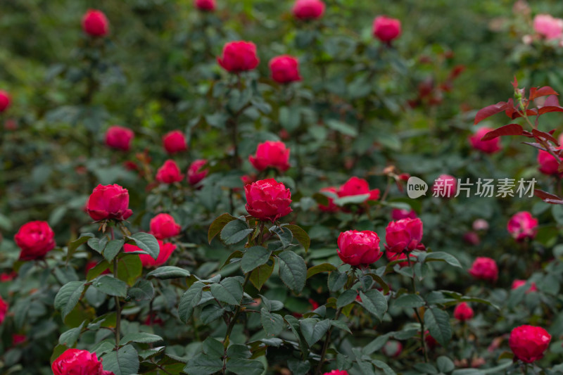 玫瑰花、月季花