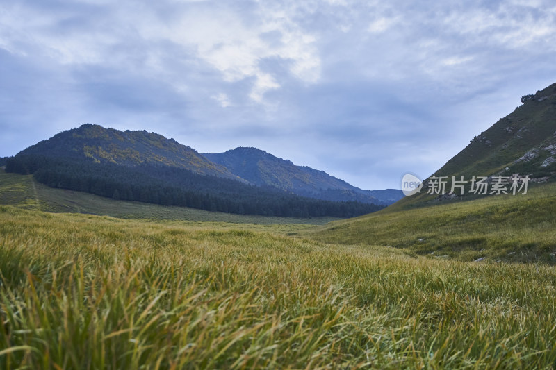 高山草甸的自然风光