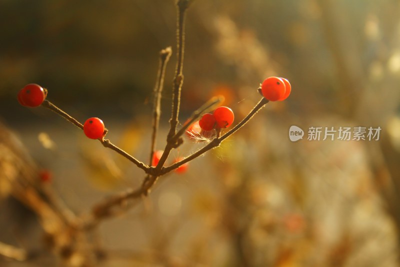 生活特写