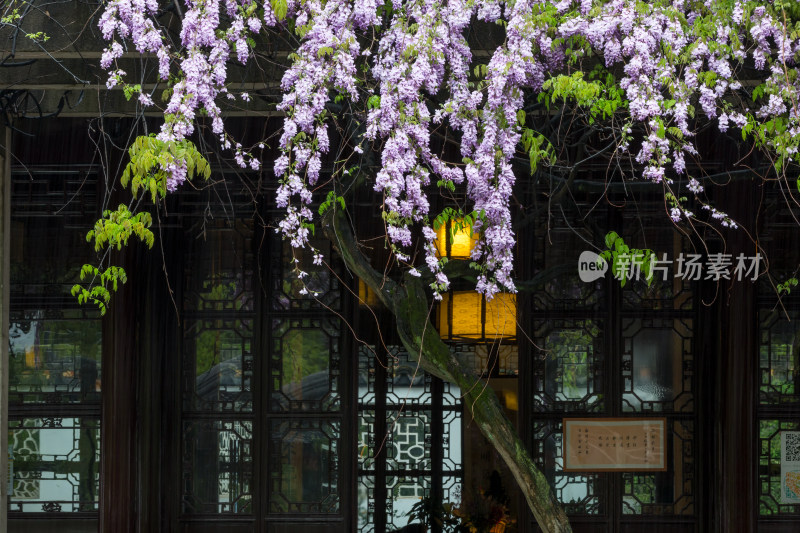 园林紫藤古建筑风光意境 苏州西园寺