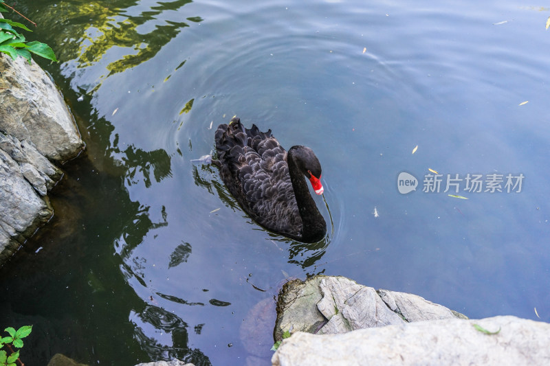 黑天鹅在水中游动