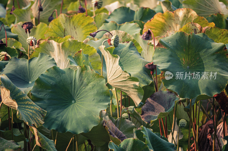 夏天池塘里的荷叶