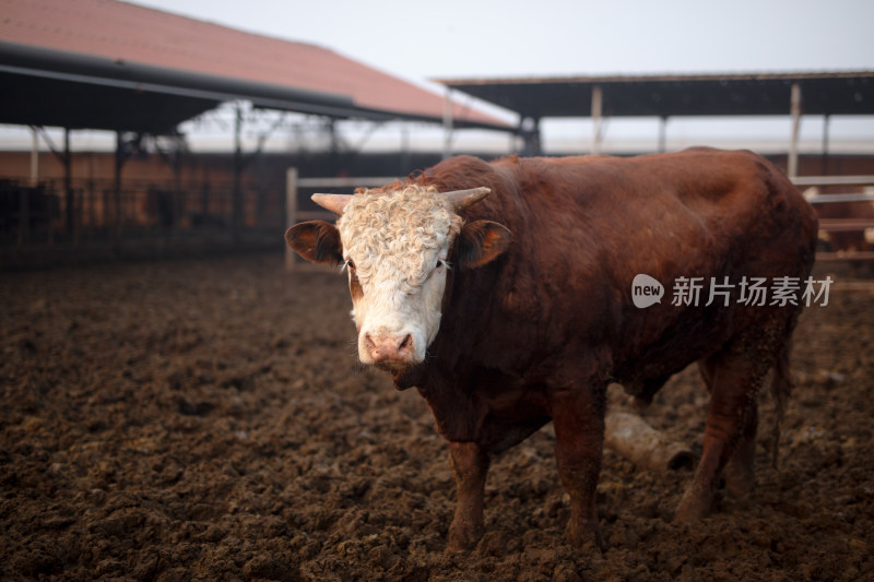 养殖场里饲养的肉牛