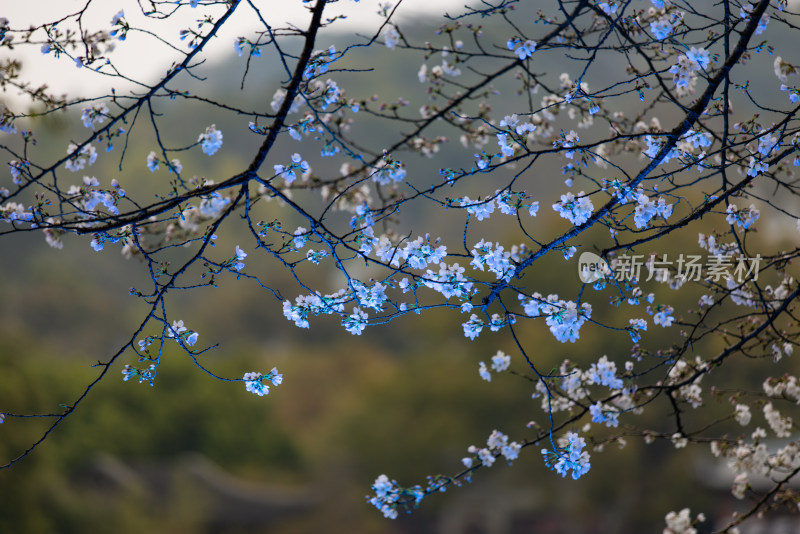 春天盛开的樱花特写