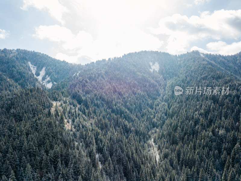 冬天的森林雪景