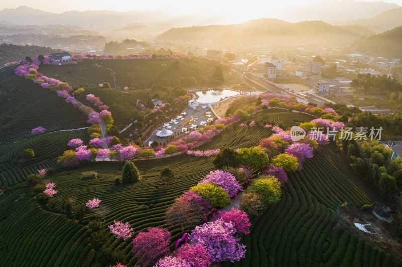 福建龙岩永福台品樱花茶园