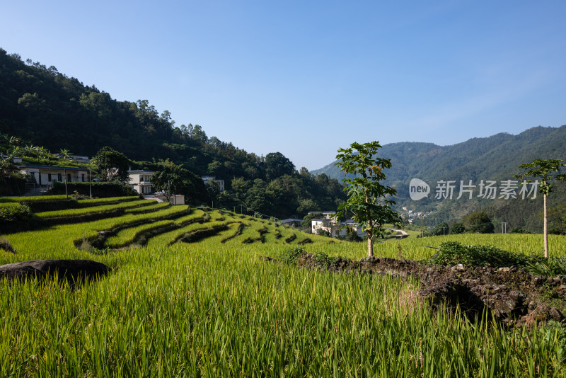 山间梯田村庄美景