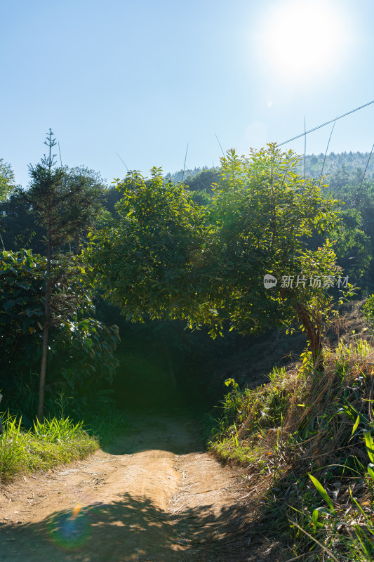 山上的小路