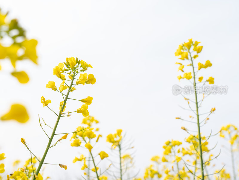 金黄的油菜花