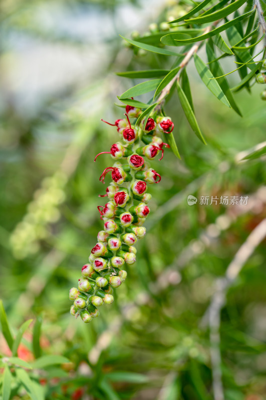 小乔木植物红千层春天开花