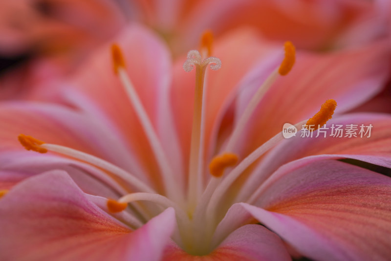 露薇花特写