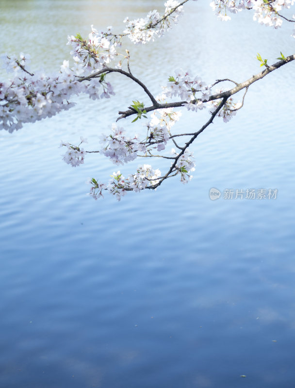 杭州西湖风景区曲院风风景