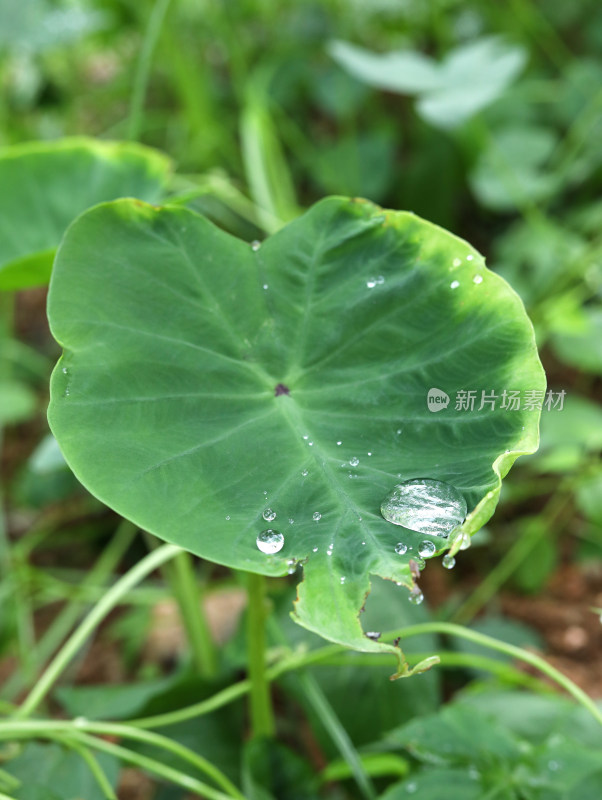 春天绿色的植物叶子树叶和水滴雨滴