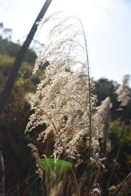 户外阳光下随风摇曳的白色芦苇草