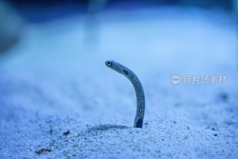 四川成都极地海洋公园水族箱里的花园鳗