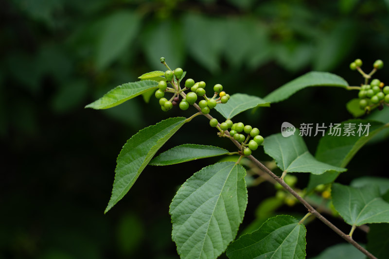 像花椒一样长着绿色小豆豆的植物