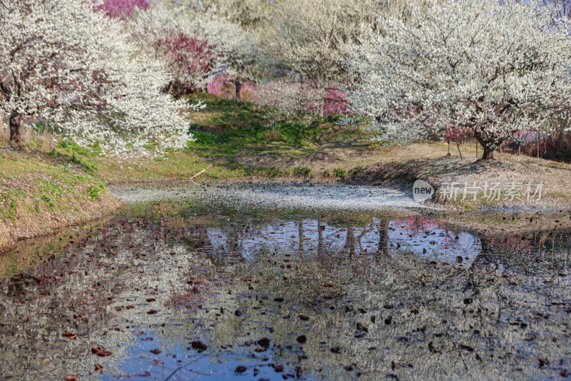 花开海上梅花节