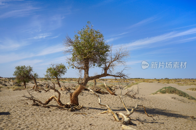 黑城弱水胡杨风景区，怪树林