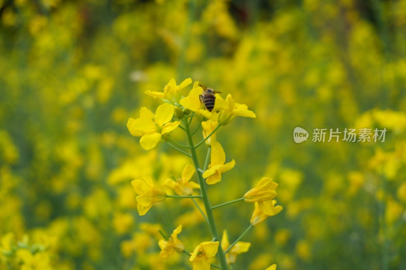 大片盛开的油菜花田景象和油菜花特写