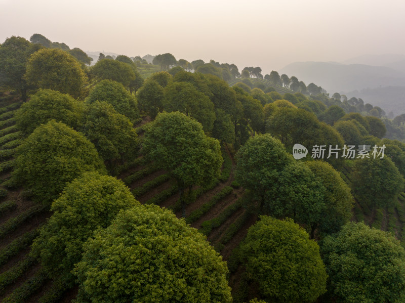 航拍茶园风光