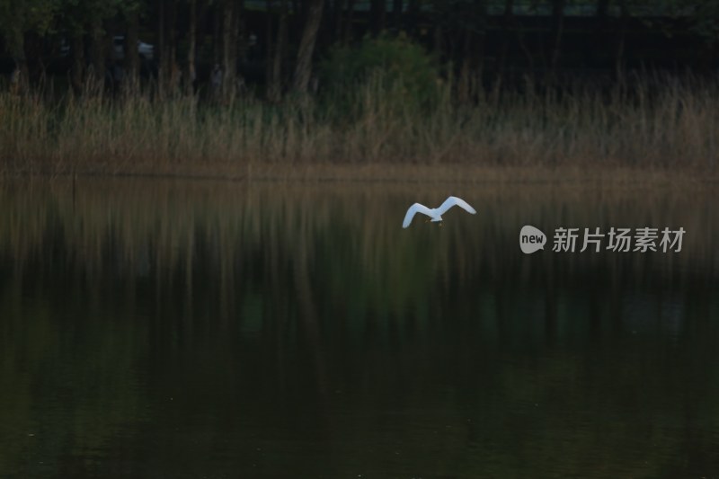 湖面飞鸟及岸边植被景象