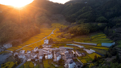 安徽黄山灵山村油菜花海