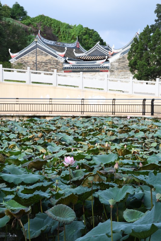 广东东莞：荷花池与清境宫交相辉映