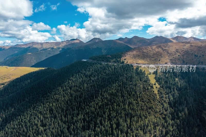 高原公路与山间松林