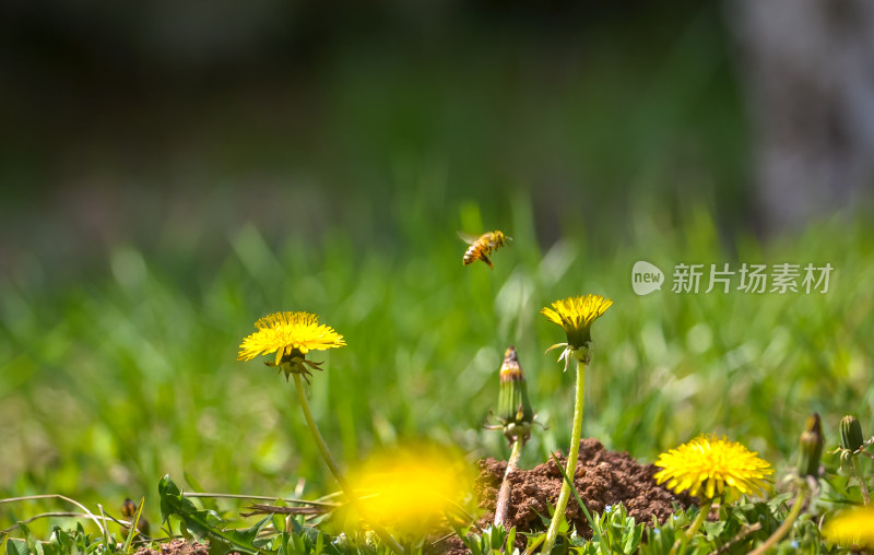 草地蒲公英上的蜜蜂采蜜