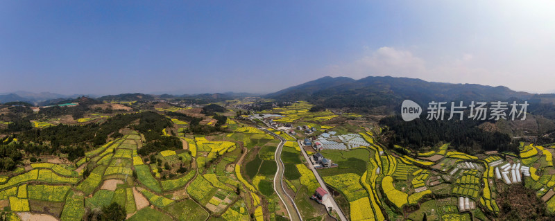 美丽乡村田园油菜花航拍全景图