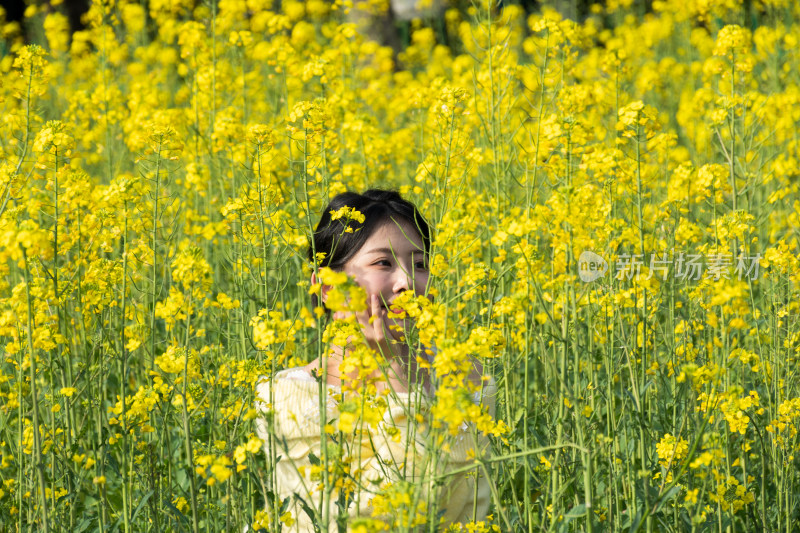 盛开的黄色油菜花田