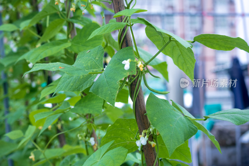 菜地里生长的结果的四季豆苗