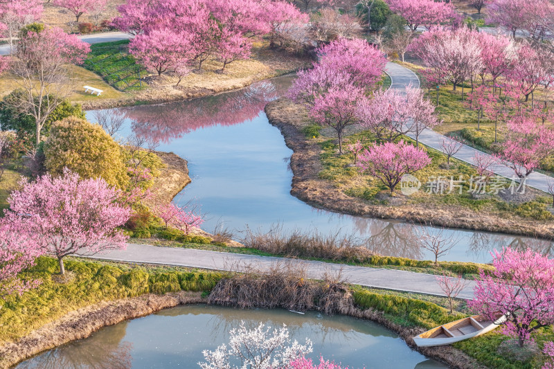 花开海上梅花节