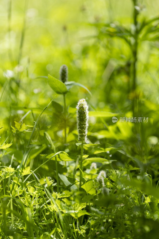 夏天山野里生长的密花香薷