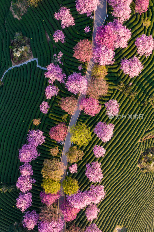 福建龙岩永福台品樱花茶园