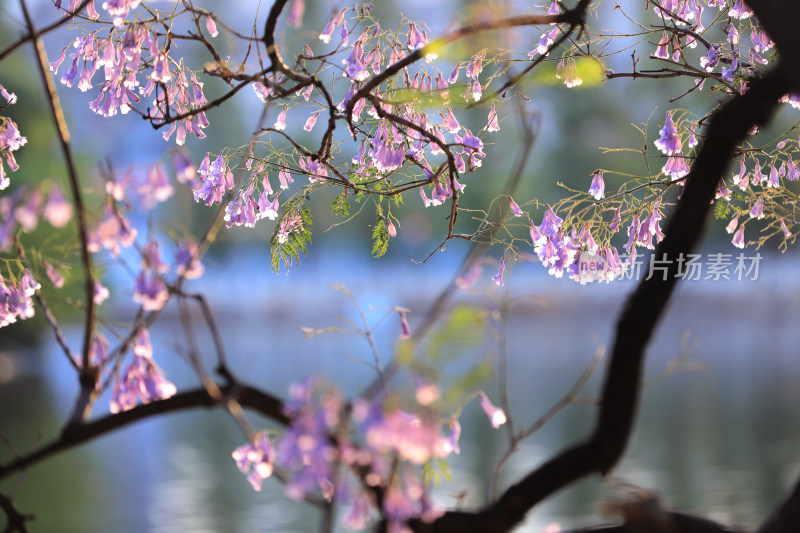 蓝花楹盛开