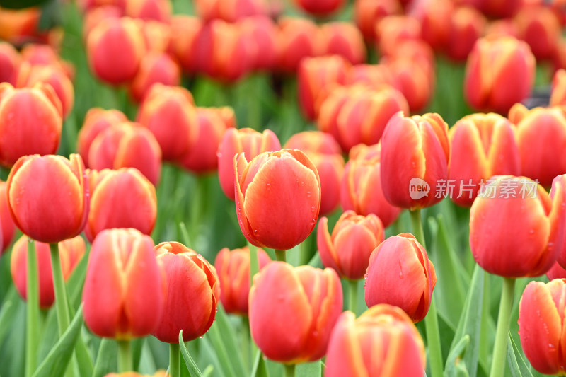 郁金香花海