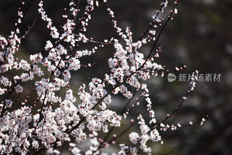 盛开的山桃花特写