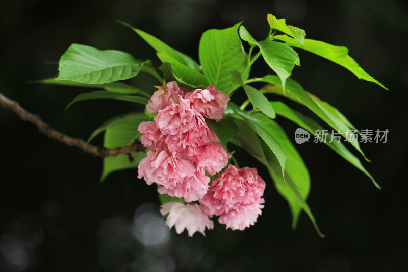 春天粉色樱花盛开