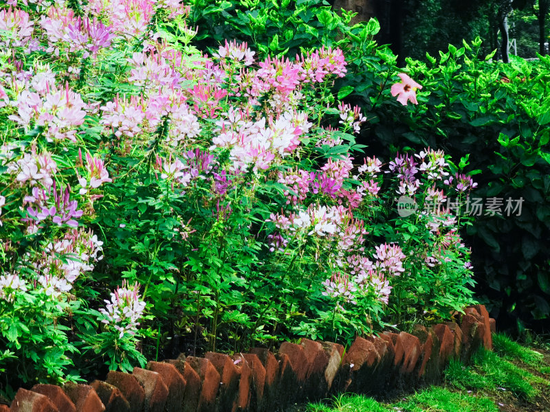 佛山千灯湖公园醉蝶花盛开