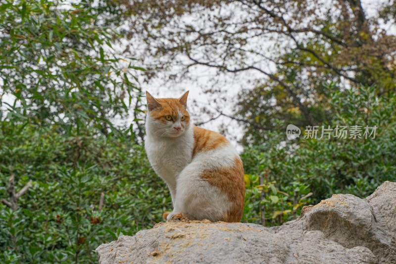 公园中的流浪猫