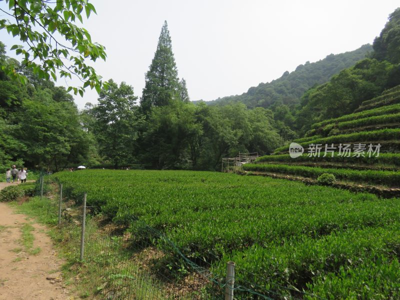 杭州九溪烟树景区