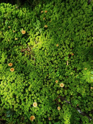 青苔上生长的小蘑菇