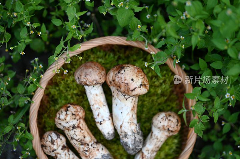 甘孜州野生松茸