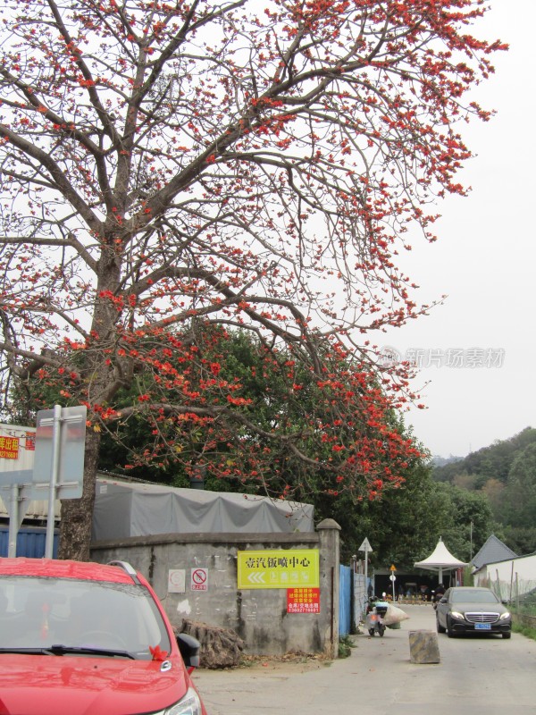 街道旁盛开的木棉花树