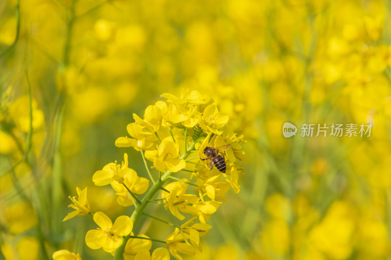 油菜花上采蜜蜜蜂特写镜头