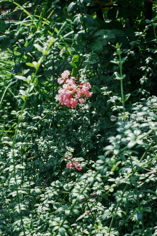 北京国家植物园紫薇花