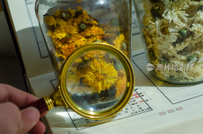 放大镜研究黄菊花